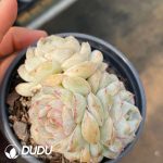 Echeveria Sugar Heart Macchiato - Image 2