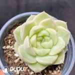 Echeveria Pear Flower White