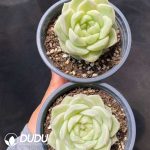 Echeveria Pear Flower White - Image 2
