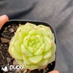 Echeveria Duruo Jenny