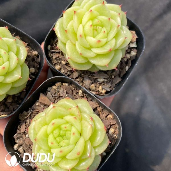 Echeveria Duruo Jenny - Image 2