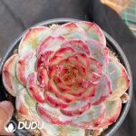 Echeveria Bloody Romance