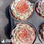 Echeveria Bloody Romance - Image 2
