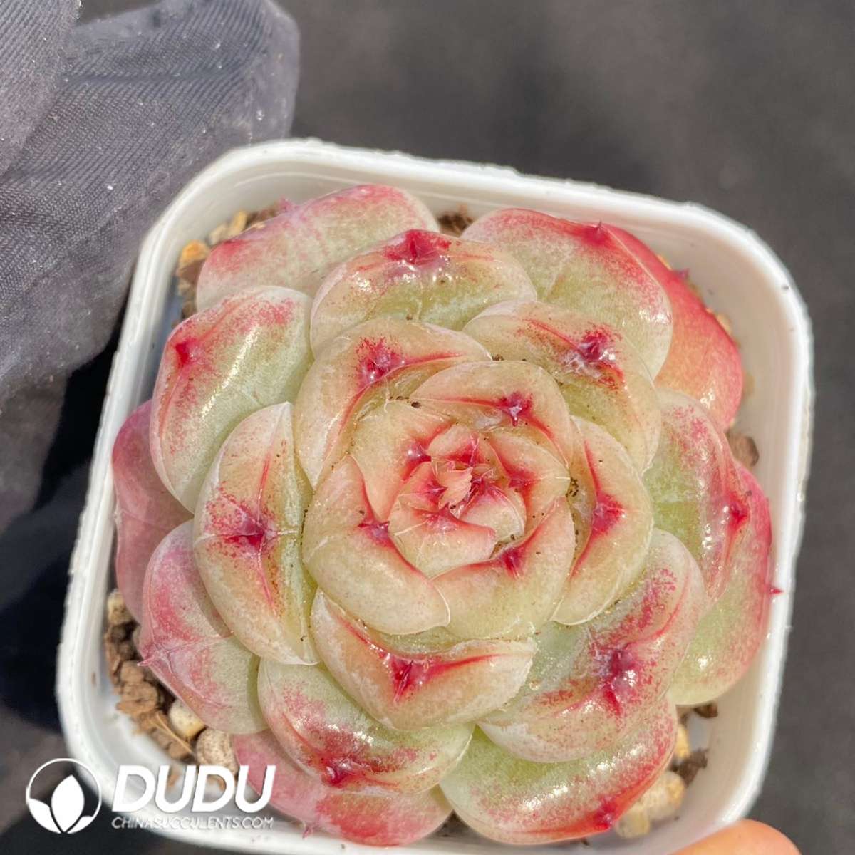 09124D60201.jpg Echeveria Walnut Cake - Image 1