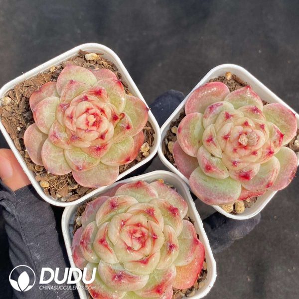 Echeveria Walnut Cake - Image 2