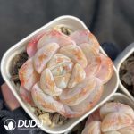 Echeveria Cold Pond Fragrance