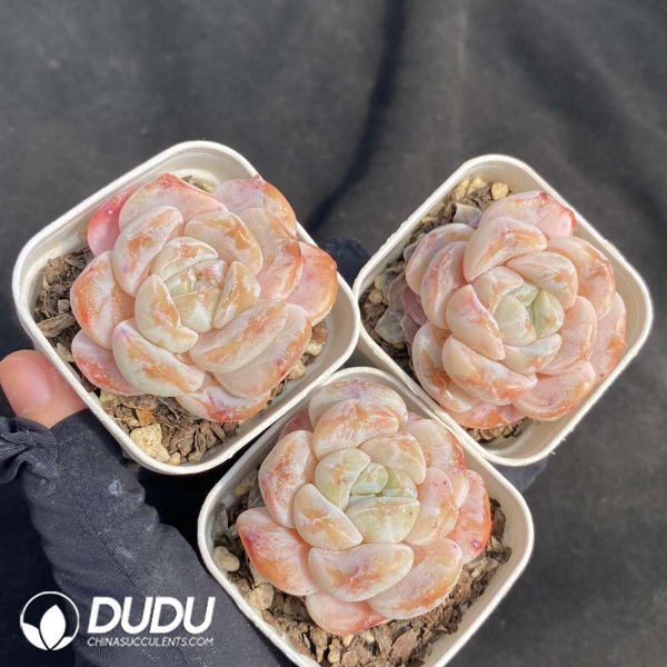 Echeveria Cold Pond Fragrance - Image 2