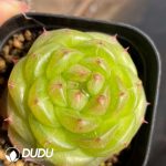 Echeveria Wushuang Jenny