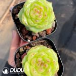 Echeveria Wushuang Jenny - Image 2