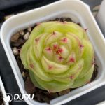 Echeveria Paola Jenny