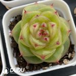 Echeveria Paola Jenny - Image 2