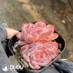 Echeveria Velvet