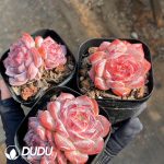 Echeveria Velvet - Image 2