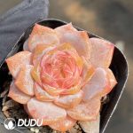 Echeveria Snow Tower