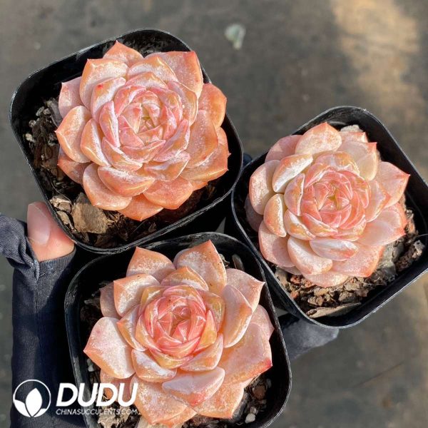 Echeveria Snow Tower - Image 2