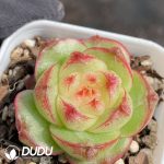 Echeveria Green Glow Jenny