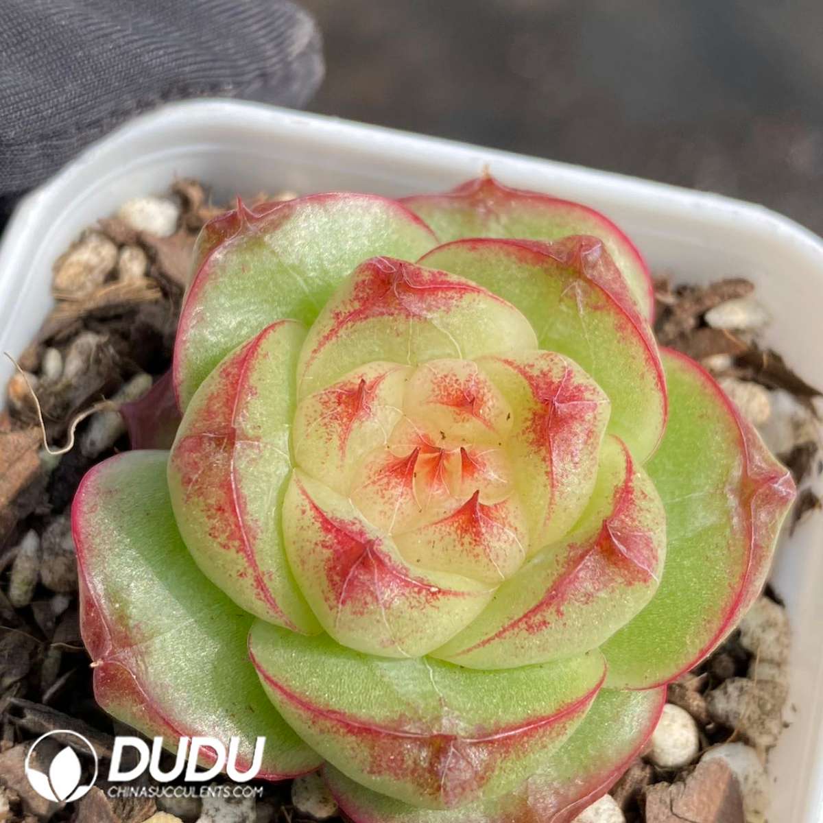 09130D60201.jpg Echeveria Green Glow Jenny - Image 1