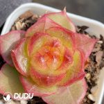 Echeveria Green Glow Jenny - Image 2