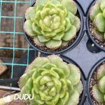 Echeveria Blue Ghost - Image 2