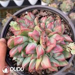 Echeveria Ben Badis