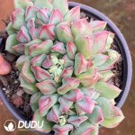 Echeveria Ben Badis - Image 2