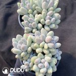 Pachyphytum Rice Cake Clustering