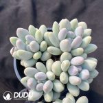 Pachyphytum Rice Cake Clustering - Image 2