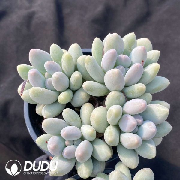 Pachyphytum Rice Cake Clustering - Image 2