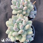 Pachyphytum Rice Cake(Single/Double Heads Random)