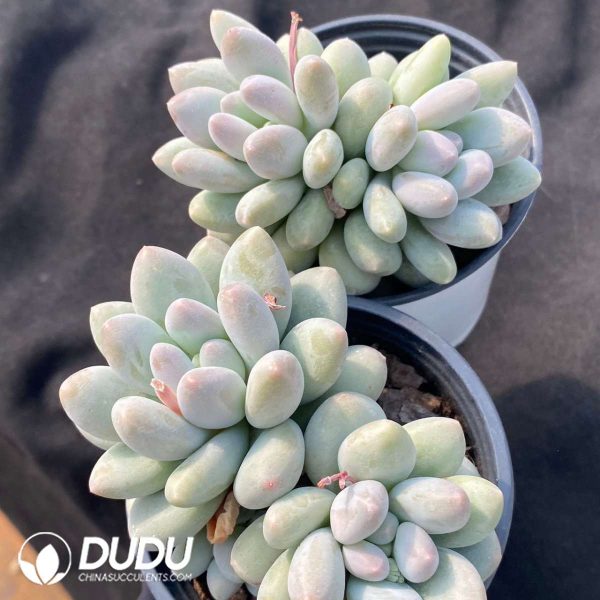 Pachyphytum Rice Cake(Single/Double Heads Random) - Image 2