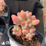 Pachyphytum Big Star