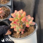 Pachyphytum Big Star - Image 2