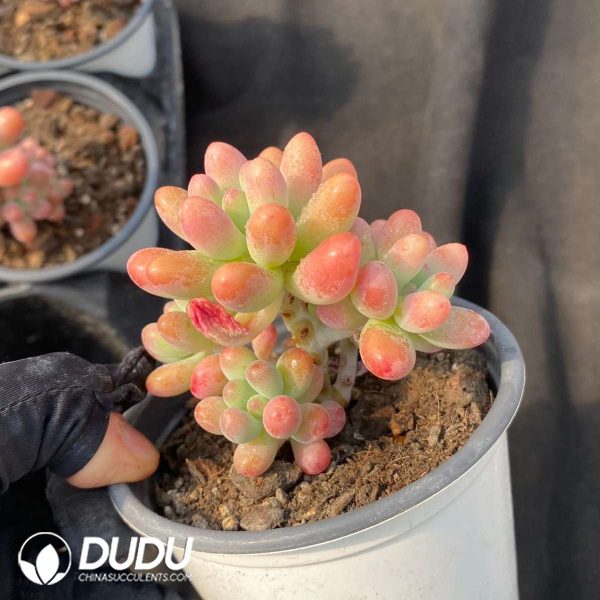 Pachyphytum Big Star - Image 2