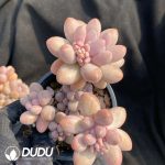 Pachyphytum Pink Lover