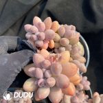 Pachyphytum Pink Lover - Image 2