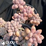 Pachyphytum Pink Lover Cristata