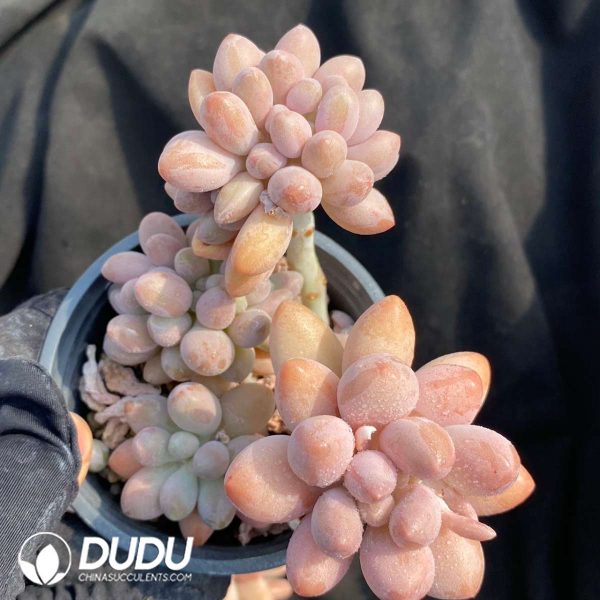 Pachyphytum Pink Lover Cristata - Image 2