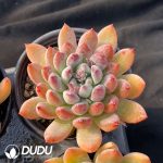 Pachyphytum Meiluo