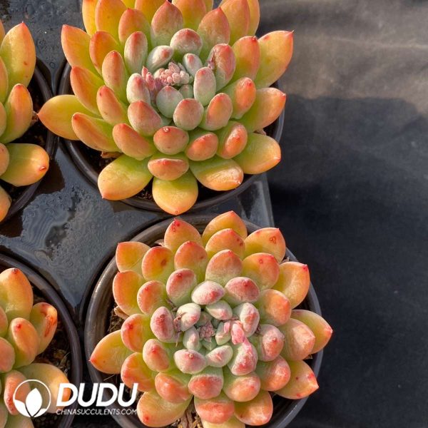 Pachyphytum Meiluo - Image 2
