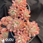 Pachyphytum Meiluo Clustering