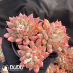 Pachyphytum Meiluo Clustering - Image 2