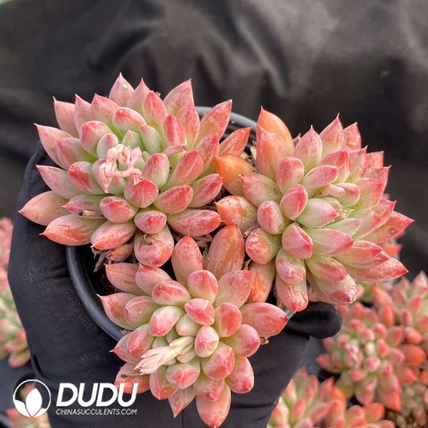 Pachyphytum Meiluo Clustering - Image 2