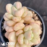 Pachyphytum Beiyi