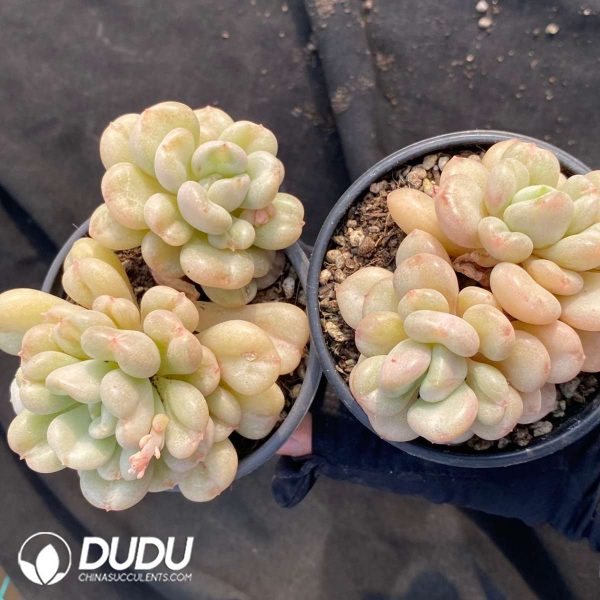 Pachyphytum Beiyi - Image 2