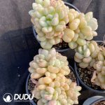 Pachyphytum Beiyi clustering
