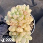 Pachyphytum Beiyi clustering - Image 2