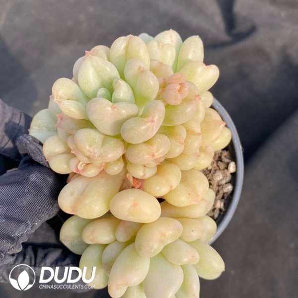 Pachyphytum Beiyi clustering - Image 2