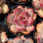 Pachyphytum Shanks
