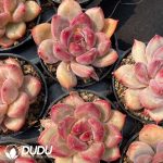 Pachyphytum Shanks - Image 2