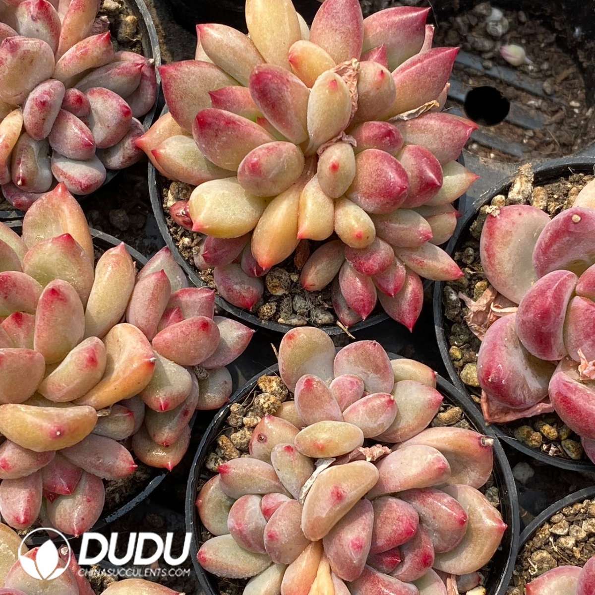 09143D60201.jpg Pachyphytum Shanks Clustering - Image 1